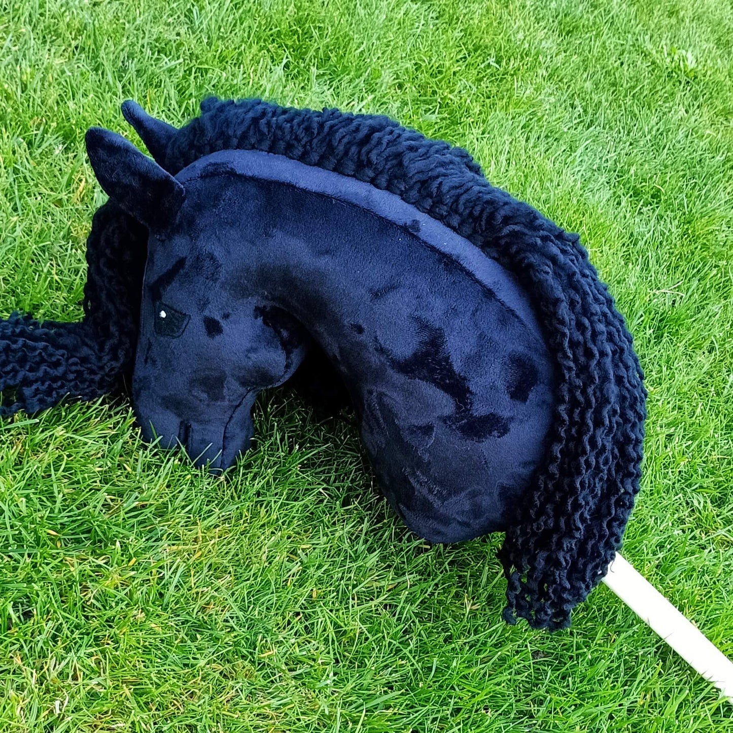 Steckenpferd Aurora